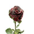 Floristik21 Deko Rose rot beschneit Ø6cm 6St