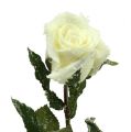 Floristik21 Deko Rose weiß beschneit Ø6cm 6St