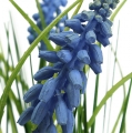 Floristik21 Hyazinthen künstlich im Topf Blau 24cm