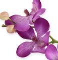 Floristik21 Orchidee Lila 38cm