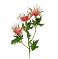 Floristik21 Distel Zweig Rosa, Grün L67cm 4St