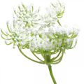 Floristik21 Dill blühend, Kunstpflanze, künstliche Kräuter Grün, Weiß L80cm