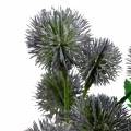 Floristik21 Distel Seidenblume Blau 56cm 3St