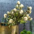Floristik21 Distel künstlich Deko-Zweig Creme 10 Blütenköpfe 68cm 3St