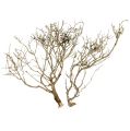 Floristik21 Dry Tree Natur 500gr