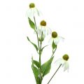 Floristik21 Echinacea Blüte künstlich Weiß 90cm
