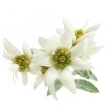Floristik21 Edelweiß Kunstblume Weiß beflockt 38cm
