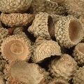 Eichelkappen Natur Basteldeko Eicheln für kreative Herbstdekoration 200g | Floristik21.de
