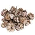 Floristik21 Eicheln Naturprodukt 1–3 cm Weiß gewaschen 300 g Dekoration