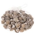 Eicheln Naturprodukt 1–3 cm