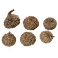 Eichelkappen Natur Braun 2cm 300g Dekoration Herbst Advent | Floristik21.de