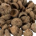 Eichelkappen Natur Braun 2cm 300g Dekoration Herbst Advent | Floristik21.de