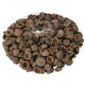 Eichelkappen Natur Braun 2cm