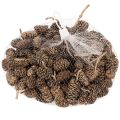 Erlenzapfen Naturprodukt mit