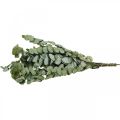 Floristik21 Eukalyptus Konserviert Zweige Blätter Rund Grün 150g