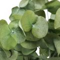 Floristik21 Eukalyptus Konserviert Zweige Blätter Rund Grün 150g