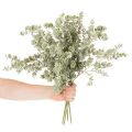 Künstlicher Eukalyptuszweig Dekozweig 49cm Grün 4 Stück | Floristik21.de