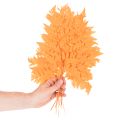 Farnzweig getrocknet konserviert Orange 42cm 10 Stück für Innenbereich | Floristik21.de