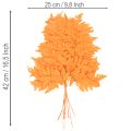 Farnzweig getrocknet konserviert Orange 42cm 10 Stück für Innenbereich | Floristik21.de