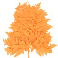 Farnzweig getrocknet konserviert Orange 42cm 10 Stück für Innenbereich | Floristik21.de