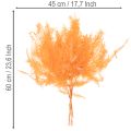 Farnzweig konserviert Orange 60cm 10 Stück | Floristik21.de