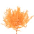 Farnzweig konserviert Orange 60cm 10 Stück | Floristik21.de