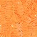 Farnzweig konserviert Orange