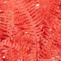 Konservierter Farn Rot 60cm 10