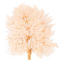 Trockendeko Farn Rosa 42cm 10