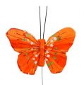 Floristik21 Federschmetterlinge 6cm Gelb, Orange 24St