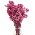 Floristik21 Mini Strohblume Pink Trockenblumen Felsblume H20cm 15g