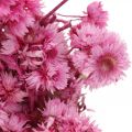 Floristik21 Mini Strohblume Pink Trockenblumen Felsblume H20cm 15g