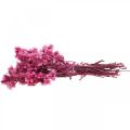 Floristik21 Mini Strohblume Pink Trockenblumen Felsblume H20cm 15g