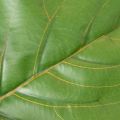 Künstliche Ficus lyrata 120 cm Kunstpflanze aus Kunststoff und Textil für Innenbereich | Floristik21.de