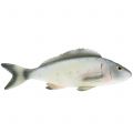 Floristik21 Deko Fisch Barsch L27,5cm