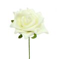 Foam-Rose Ø7,5cm Creme 18St | Floristik21.de