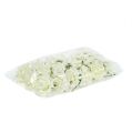 Foam-Rose Ø7,5cm Creme 18St