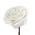 Floristik21 Foam-Rose Weiß mit Perlmutt Ø10cm 6St