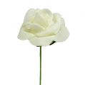 Foam Rose Ø3,5cm Creme 48 St | Floristik21.de