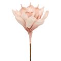 Floristik21 Foamblüte Magnolia Rosa Ø15cm L65cm