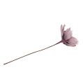 Floristik21 Foamblüte Magnolia Berry Ø15cm L67cm