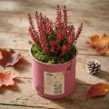 Pflanzdose Deko-Dose rund Lila Metall Vintage-Deko Ø8cm H7,5cm | Floristik21.de