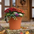 Topf „Irys“ Plastik Terrakotta Ø43cm H35cm 1 St | Floristik21.de