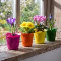 Plastiktopf Blüte Ø9cm 25 St | Floristik21.de
