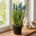 Hyazinthen künstlich im Topf Blau 24cm | Floristik21.de