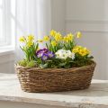 Pflanzschale Natur Rebe Blumenschale Oval 40x19x11,5cm | Floristik21.de