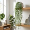 Deko-Ranken, Korallenkaktus, künstlicher Rhipsalis-Hänger Grün L120cm | Floristik21.de