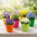 Plastiktopf Blüte Ø6,5cm 25 St | Floristik21.de