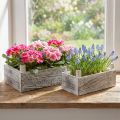 Pflanzkasten Holz Rechteckig Holzkiste Geweißt 32x17/25x13cm 2er-Set | Floristik21.de
