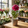 Verpackungstrichter Blumentüten 25cm Folie 50 Stück für Floristik und Blumengeschäfte | Floristik21.de